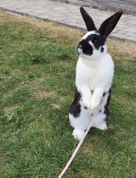 Ein kaninchen, das auf seinen hinterbeinen steht.