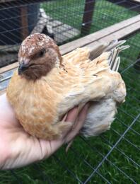 Huhn wird gehalten