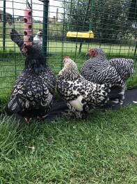 BettyChicken, Angela und Emily