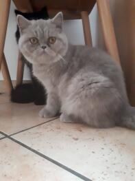 Meine Exotic Shorthair in Lilac