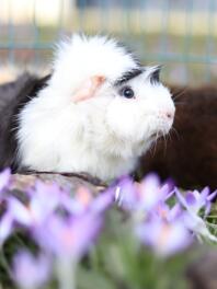 Nahaufnahme eines meerschweinchens