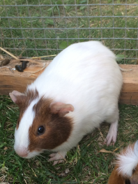 Pastinaken die Agouti