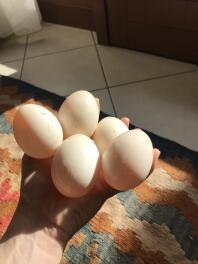 5 eier in der hand