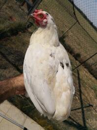 Ein weißes huhn stand auf der hand seines besitzers in einem garten hinter einem netz