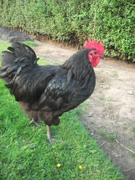 Australorp Hahn