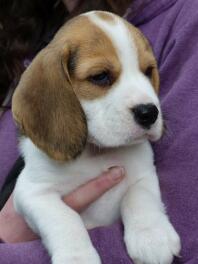 Beagle Welpe