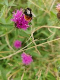 Hummel
