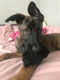 13 Wochen alter Malinois Welpe