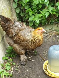 Ein hübsches brahma-huhn, das sich im garten vergnügt.