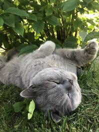 Katze legt sich ins gras