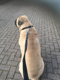 Bullmastiff hund mit hundeleine