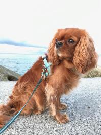 Ein atemberaubender king-charles-spaniel