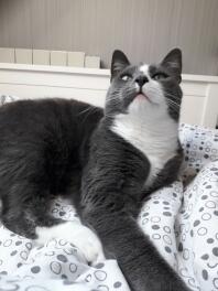Katze legt sich aufs bett