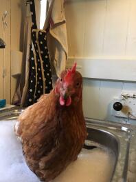 Badehühnchen nach Prolaps