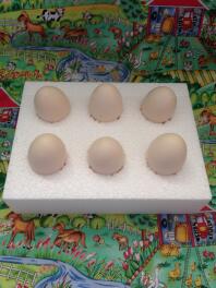 Spezialboxen für den Versand fruchtbarer Eier