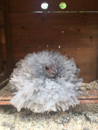 Kleiner Pekin - Winona