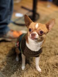 Chihuahua hund sitzt auf teppich