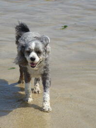 Bo genießt den Strand