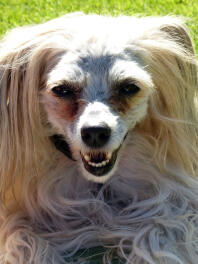 Ollie - chinesischer Puderquast mit Haube