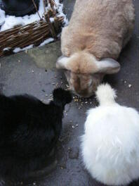 Kaninchen und zwei hühner fressen vom boden