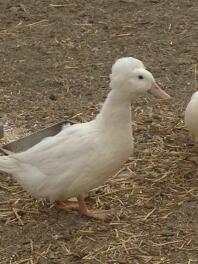 Dies ist Daphnie, ein wunderschöner Pekin mit Haube. Ich habe sie mitten am Tag an einen Raubtier verloren