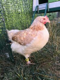 Ein orange-weißes huhn mit einem halsband um den knöchel in einem auslauf für haustiere