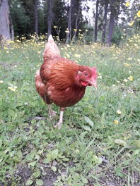 Ein braunes huhn in einem garten mit hahnenfußblüten