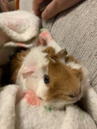 Ein meerkatzenschwein in einer decke