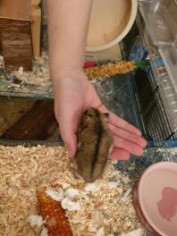 Ein hamster, der aus seinem käfig auf die hand seines besitzers läuft