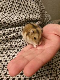 Ein kleiner brauner zwerghamster auf der hand seines besitzers
