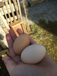 Eier
