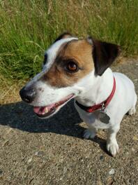 Ein jack-russel-hund mit einem roten halsband.