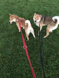 Meine roten und roten Sesam Shiba Inu Welpen