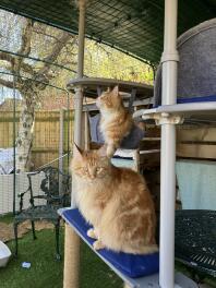 Tom und jerry erkunden ihr neues catio!