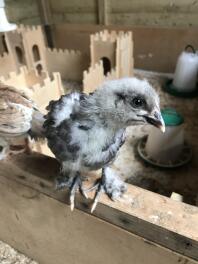 Schau dir nur diese wunderschönen gefiederten Füße an! Blue Copper Marans nach 2,5 Wochen.