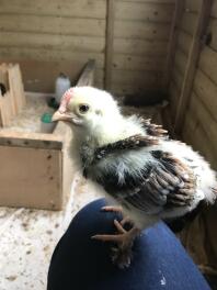 So süß! 2,5 Wochen alt. Wheaten Marans, Hahn durch das Aussehen des Kamms und schwarz in den Federn (ich vermute)