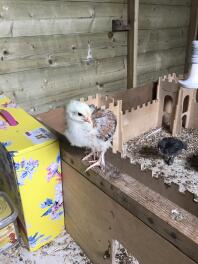 Wheaten Marans Pullet (ich vermute) nach 2,5 Wochen.