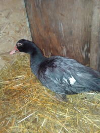 Muscovy weiblich