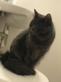 Meine schöne Nebelung Katze. Er heißt Spencer