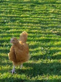 Buff Orpington Chick Freilandhaltung