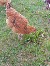 Buff Orpington Freilandhaltung