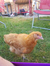 Neugieriger Buff Orpington