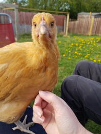 Neugieriger Buff Orpington