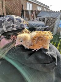 Loki hält sie für einen Papagei! - Buff Orpington Chick