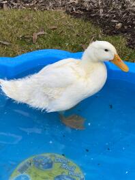 Gemmy die schönste peking-ente der welt!