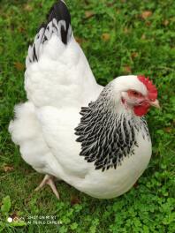 Huhn im garten