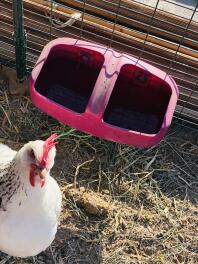 Hühner im auslauf mit fütterung