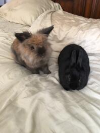 Rose und Thor