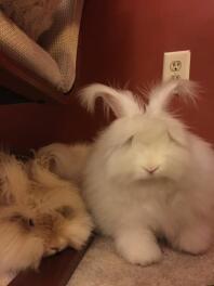 Prinz George und Sophie