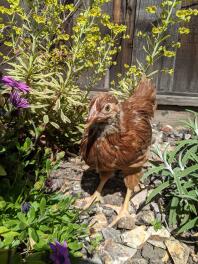 Jugendliche rhode island red im garten.